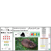 گونه موش صحرایی هیرکانی Hyrcanian Filed Mouse